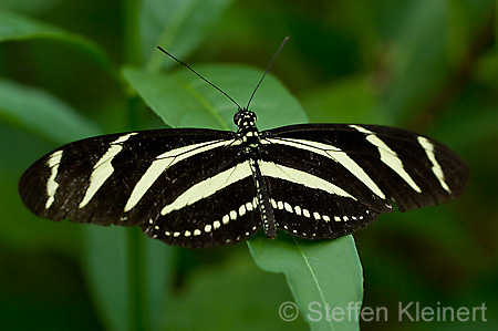 035 Zebra-Falter - Heliconius charitonius